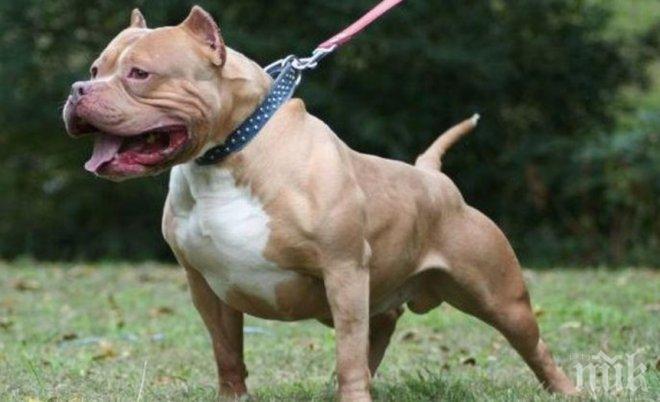 Ужас! Невръстно дете бере душа в болница, побесняло куче го разкъса