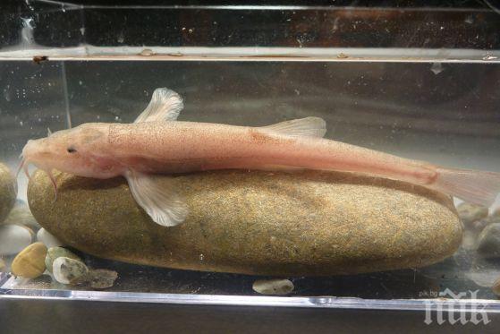 УНИКАЛНО! Откриха първата пещерна риба в Европа