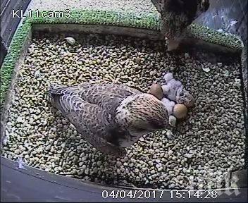 ДОБРА НОВИНА! Излюпиха се първите ловни соколчета за 2017 година