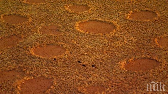 Разгадаха образуването на загадъчните голи кръгове в Намибия