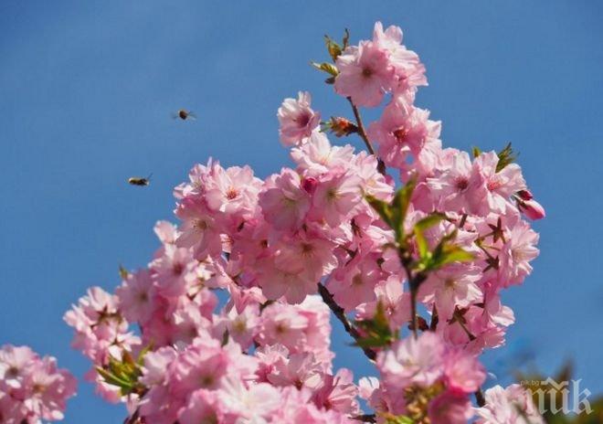 Цъфнаха японските вишни в парка на НИМ