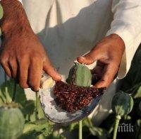 Русия може да разреши отглеждането на опиумен мак за производство на лекарства