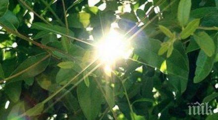 нивата фотосинтезата света увелили 200 години