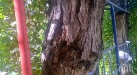 внимание дърво убиец дебне пловдив снимка