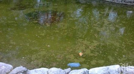 стрес рибите скриха блатото цар симеоновата градина снимки