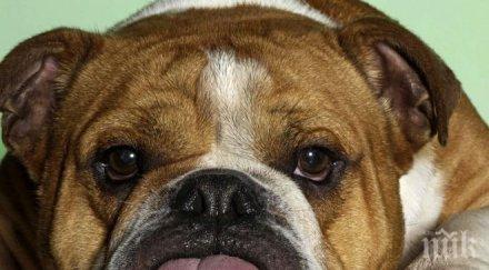 зверство благоевград запалиха живо болно сакато куче гимназия навръх цветница снимки