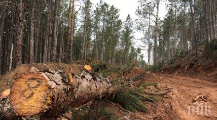 груба сеч унищожиха 180 декара гора софия