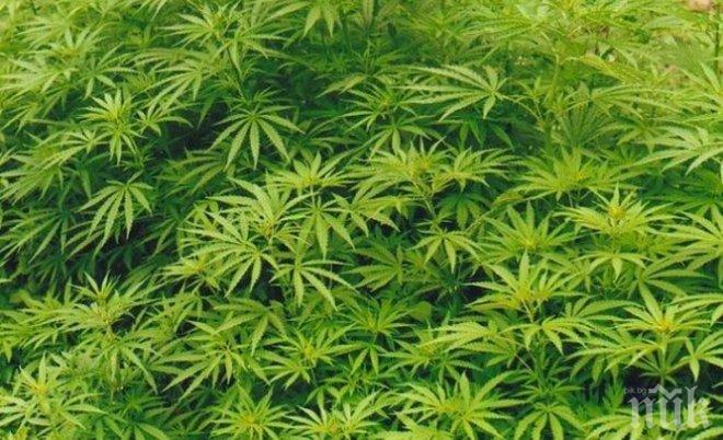 Новатори! Уругвай става първата държава в света, която ще позволи продажбата на марихуана в аптеките