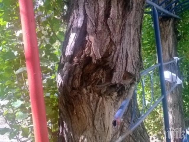 ВНИМАНИЕ! Дърво убиец дебне в Пловдив! (СНИМКА)