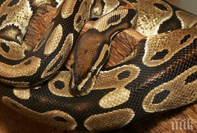 КУРИОЗ! Глобиха мъж, разхождал питона си в парка без каишка 