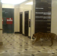 Шопинг! Амурски тигър нахлу в търговски център в Хабаровск (ВИДЕО)