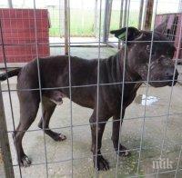 Анаболи убиха 6 питбула в кучкарника