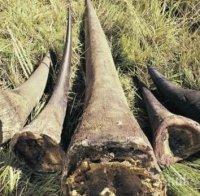 Удар! Китайците конфискуваха 1 тон бивни от мамути