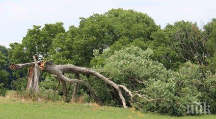 отсякоха дъба изкуплението шоушенк