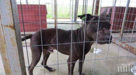 анаболи убиха питбула кучкарника