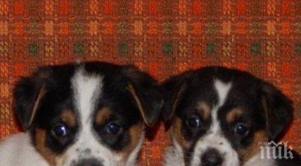 намерим дом сладурковци изхвърлени боклука търсят стопанин снимки