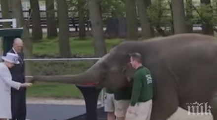 хит слон яде ръката кралица елизабет видео