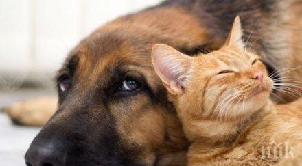 окончателно тайван забрани консумацията котки кучета