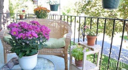 всяка зодия цвете талисман гледате вкъщи кое вашето