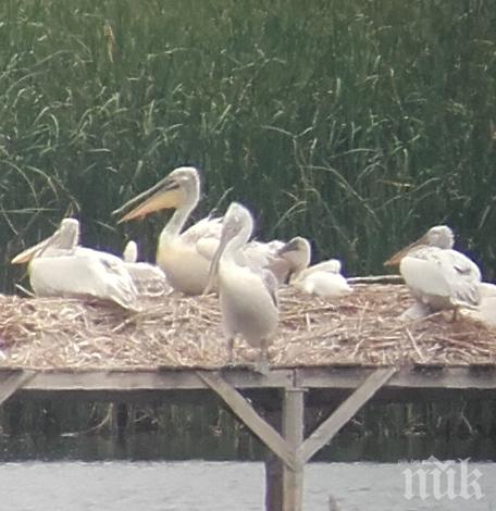 Паника в резервата Сребърна - чужд нашественик прогони пеликаните от езерото
