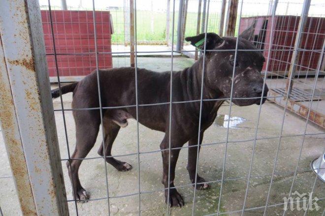 Анаболи убиха 6 питбула в кучкарника