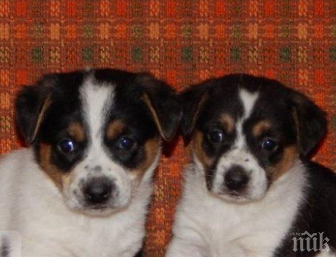 ДА ИМ НАМЕРИМ ДОМ! Тези сладурковци са изхвърлени на боклука! Търсят си стопанин (СНИМКИ)

