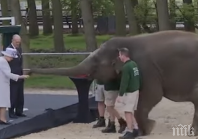 ХИТ! Слон яде от ръката на кралица Елизабет (ВИДЕО)