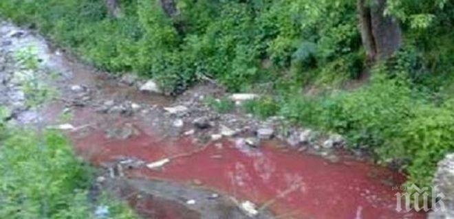 Страшен сигнал! Окървавена река от заклани агнета вдигна по тревога общината в Карнобат