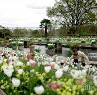 Направиха уникална бяла градина в чест на принцеса Даяна (СНИМКИ)