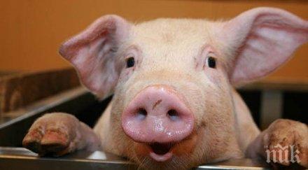 спасяват деца вродени дефекти свински органи