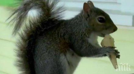 катеричка обожаваща сладолед умили социалните мрежи видео