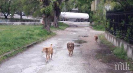 агресивни кучета нападат хора велоалея плевен