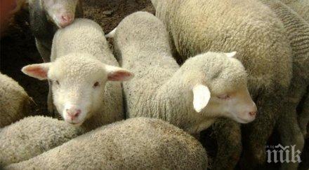 цените падат никой купува живи агнета