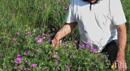 3000 вида билки растат нас използваме 200 300 тях