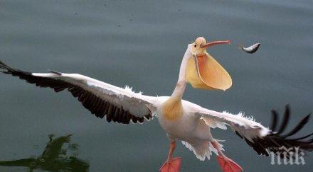 атака пеликан нападна дрон видео