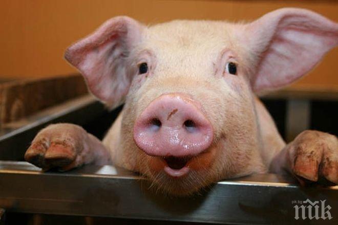 Спасяват деца с вродени дефекти със свински органи
