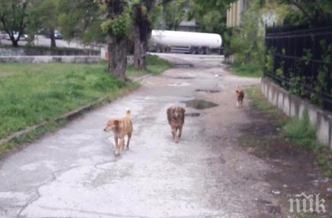 Агресивни кучета нападат хора на велоалея в Плевен 