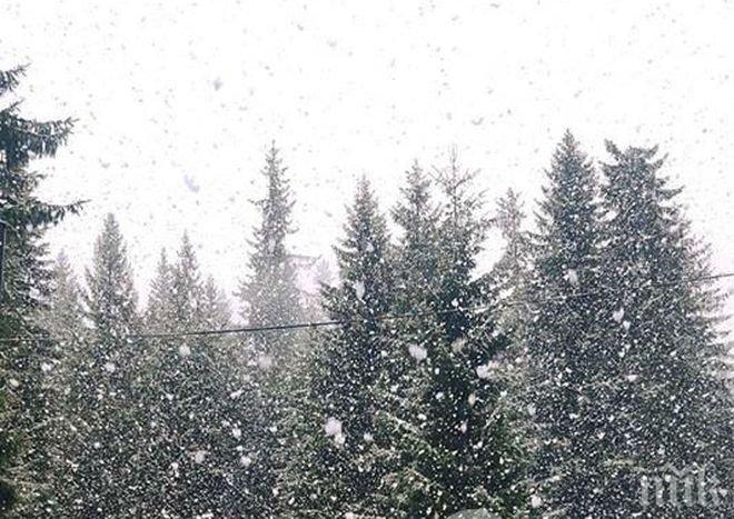 УНИКАЛНО! Сняг на парцали заваля в Родопите (СНИМКА)