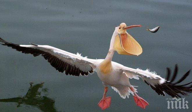 Атака! Пеликан нападна дрон (ВИДЕО)