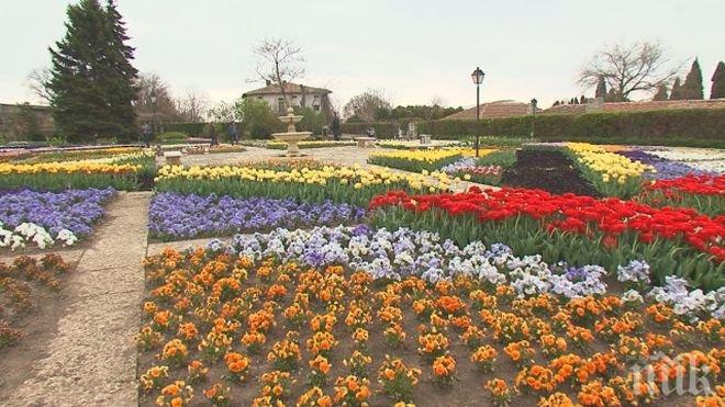 КРАСОТА! Парад на лалетата радва жителите и гостите на Балчик