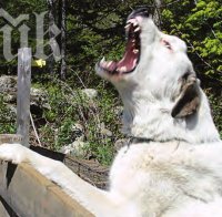 Баща гръмна куче, отхапало пръст на сина му