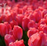 Фестивал на лалетата привлича туристи в Истанбул