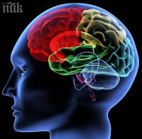 Откриха машина на времето в човешкия мозък