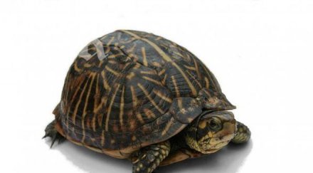 спипаха стотици костенурки летището джакарта