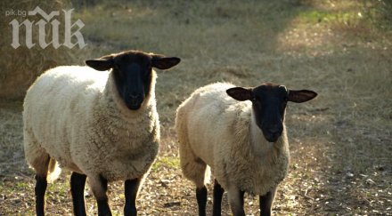 овце работят косачки трева париж