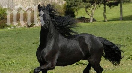 кон ритна главата годишно момче