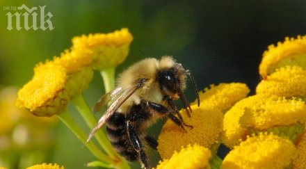 спин пчели имат връзка