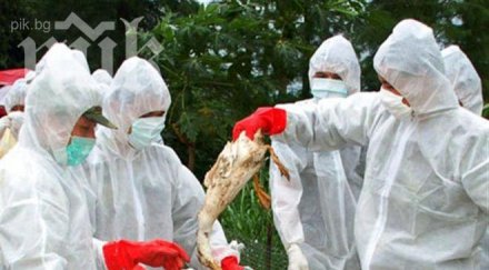 птичи грип уби китайци