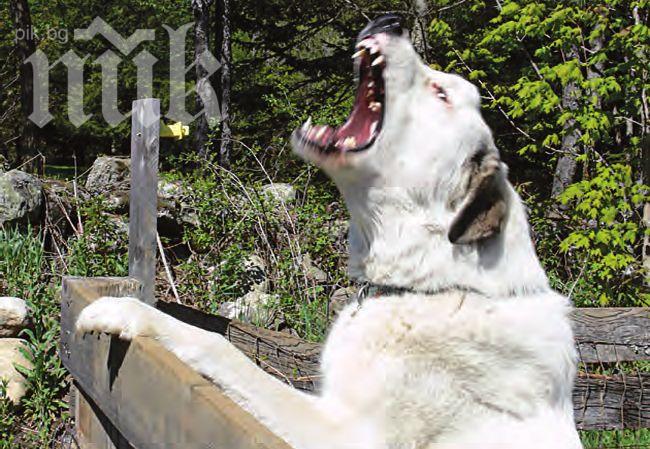 Баща гръмна куче, отхапало пръст на сина му