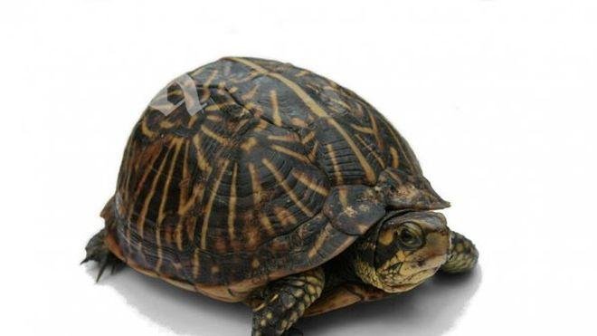 Спипаха стотици костенурки на летището в Джакарта